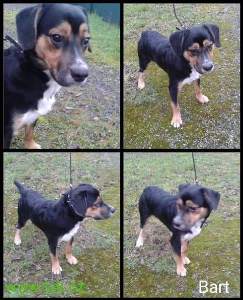 BART, Trikolor male young mixed breed for adoption at Psí útulek Karviná (TSK), Karviná