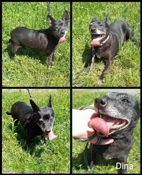DINA, černá s bílou náprsenkou female senior mixed breed for adoption at Psí útulek Karviná (TSK), Karviná