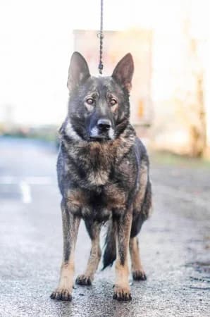 Dixon,  Mixed Breed for adoption at Útulek Libeň, Prague 9 (Libeň)