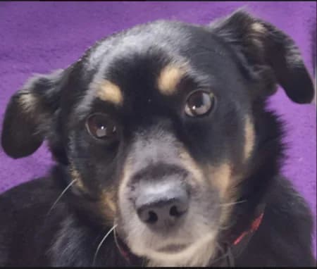 Endy,  Mixed Breed for adoption at Útulek Libeň, Prague 9 (Libeň)