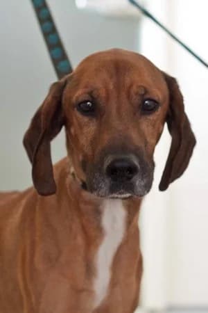 Juni,  5yo Mixed Breed for adoption at Útulek Libeň, Prague 9 (Libeň)