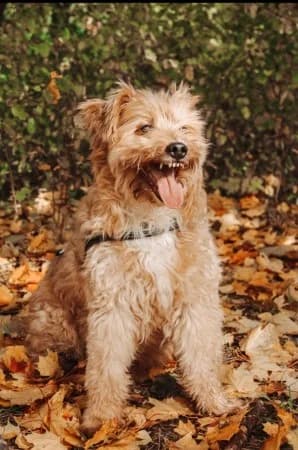 Koli, male mixed breed for adoption at Útulek Libeň, Prague 9 (Libeň)