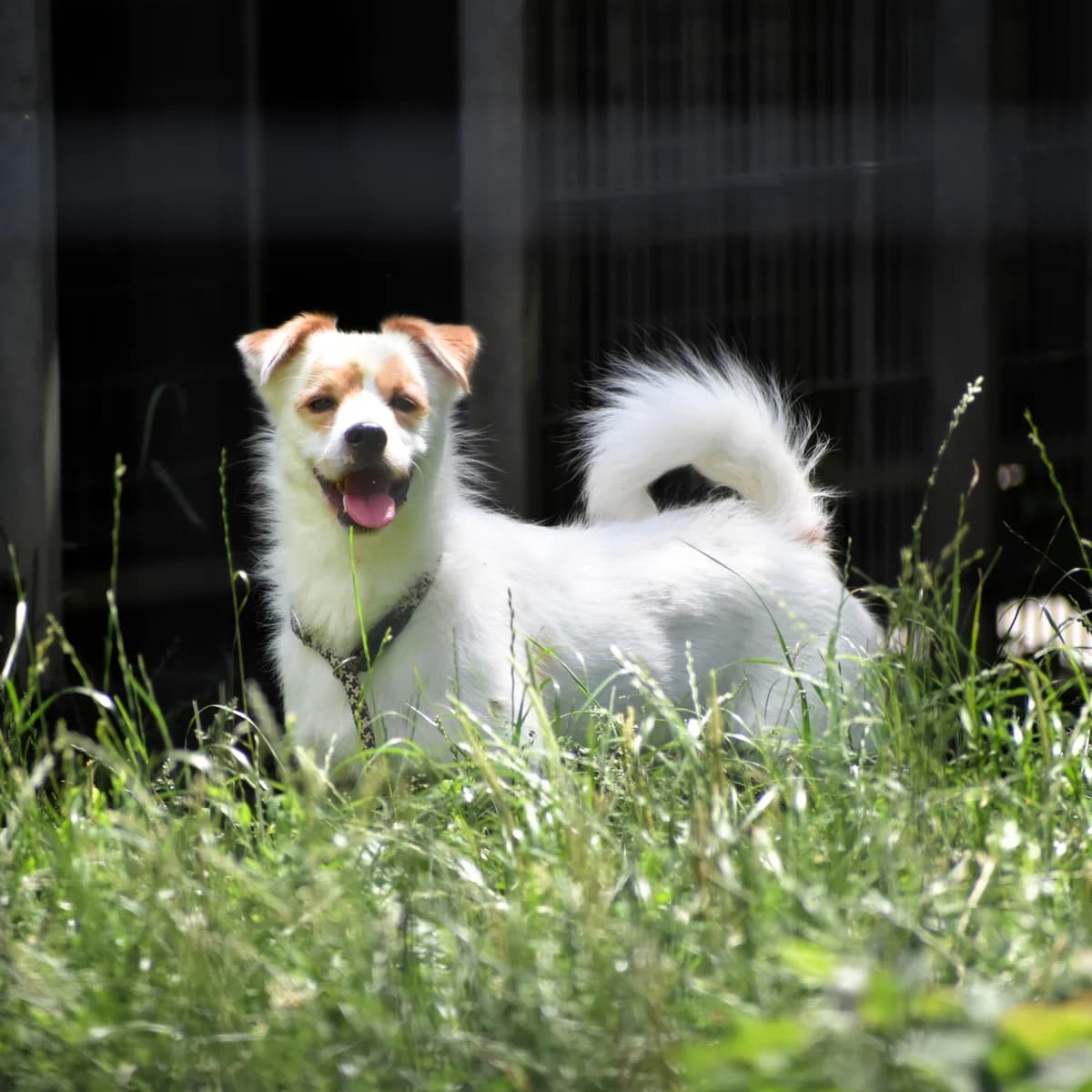Quick, male 3yo mixed breed for adoption at Utulek LOZ Olomouc, Olomouc