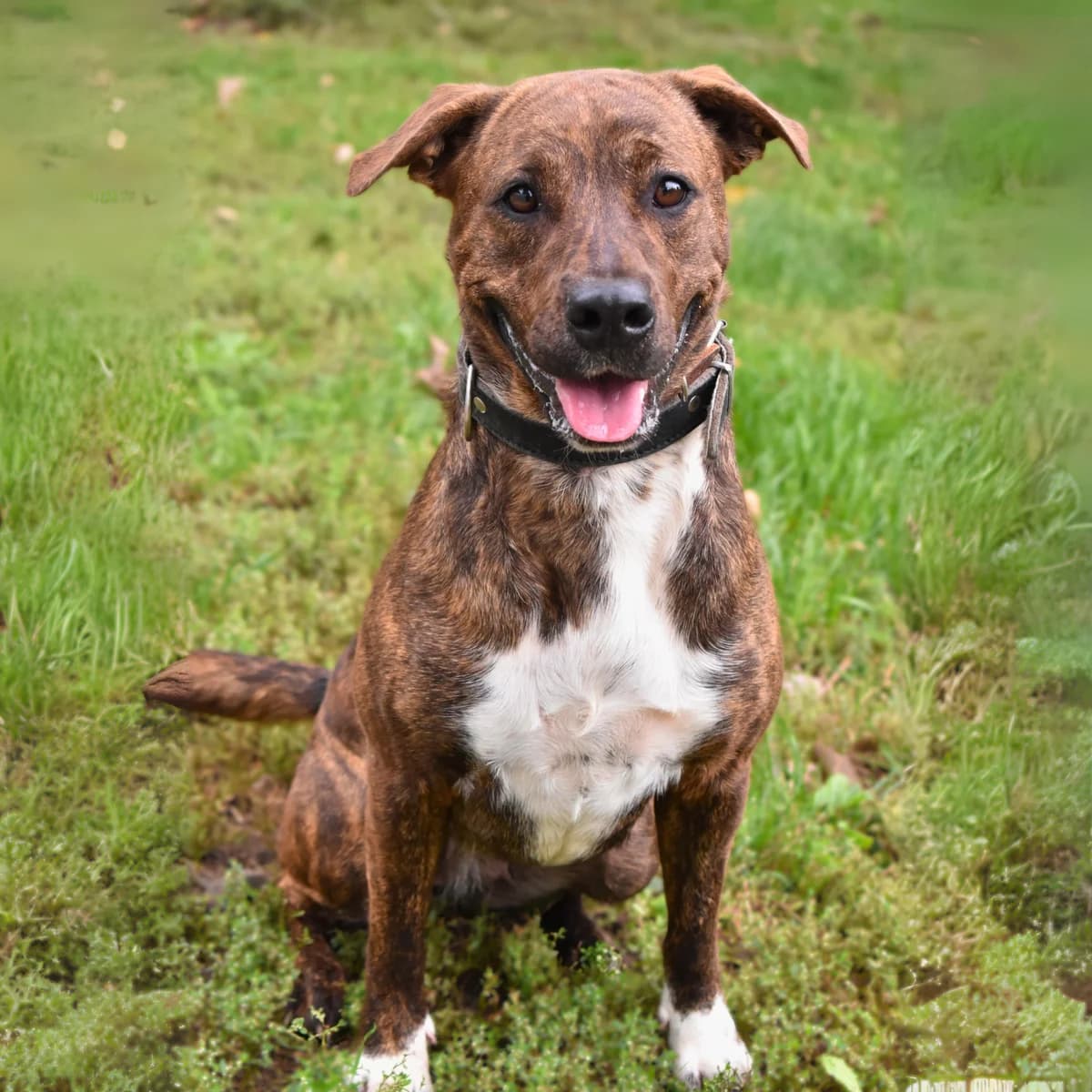 Kira, female 3yo mixed breed for adoption at Utulek LOZ Olomouc, Olomouc