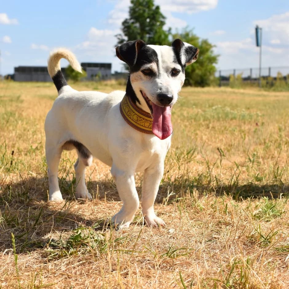 Tonda, male senior mixed breed for adoption at Utulek LOZ Olomouc, Olomouc