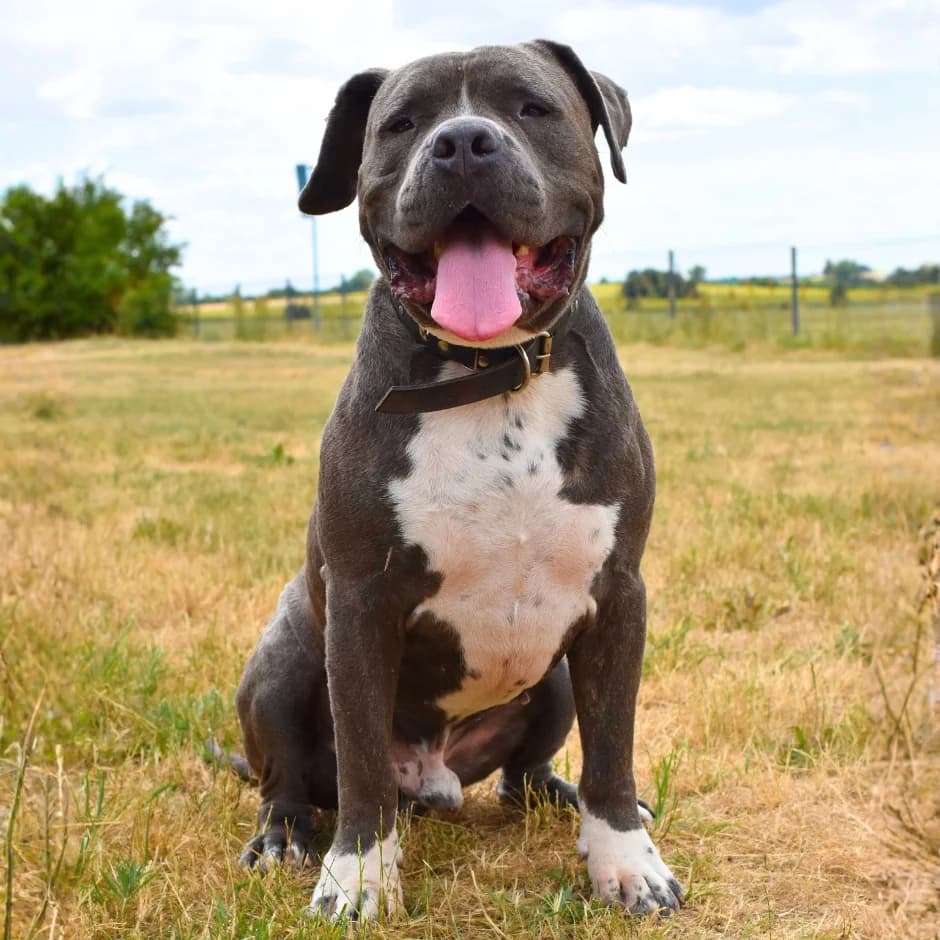 Hiro, male 5yo mixed breed for adoption at Utulek LOZ Olomouc, Olomouc