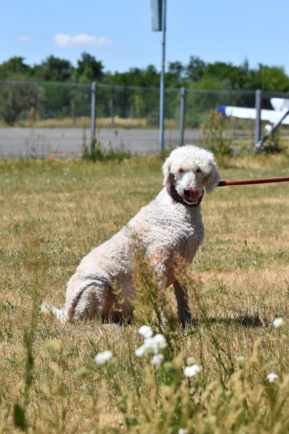 Aurel, male senior mixed breed for adoption at Utulek LOZ Olomouc, Olomouc