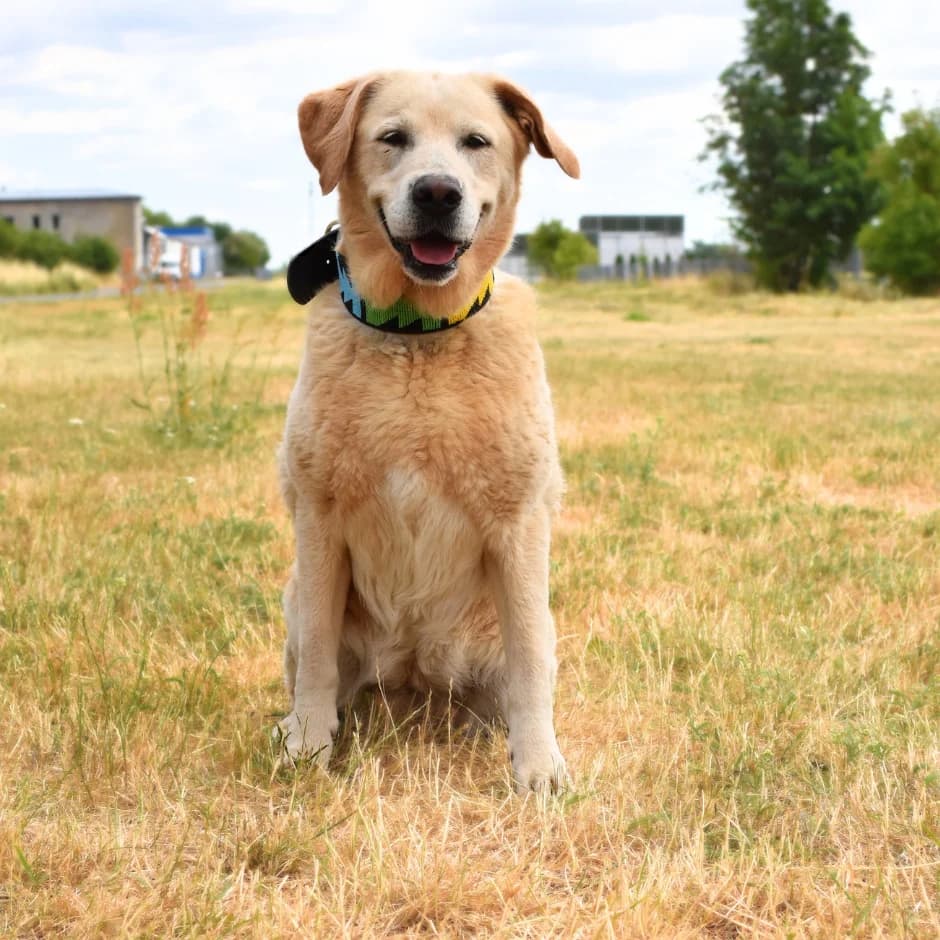 Chanel, female senior Labrador Retriever for adoption at Utulek LOZ Olomouc, Olomouc