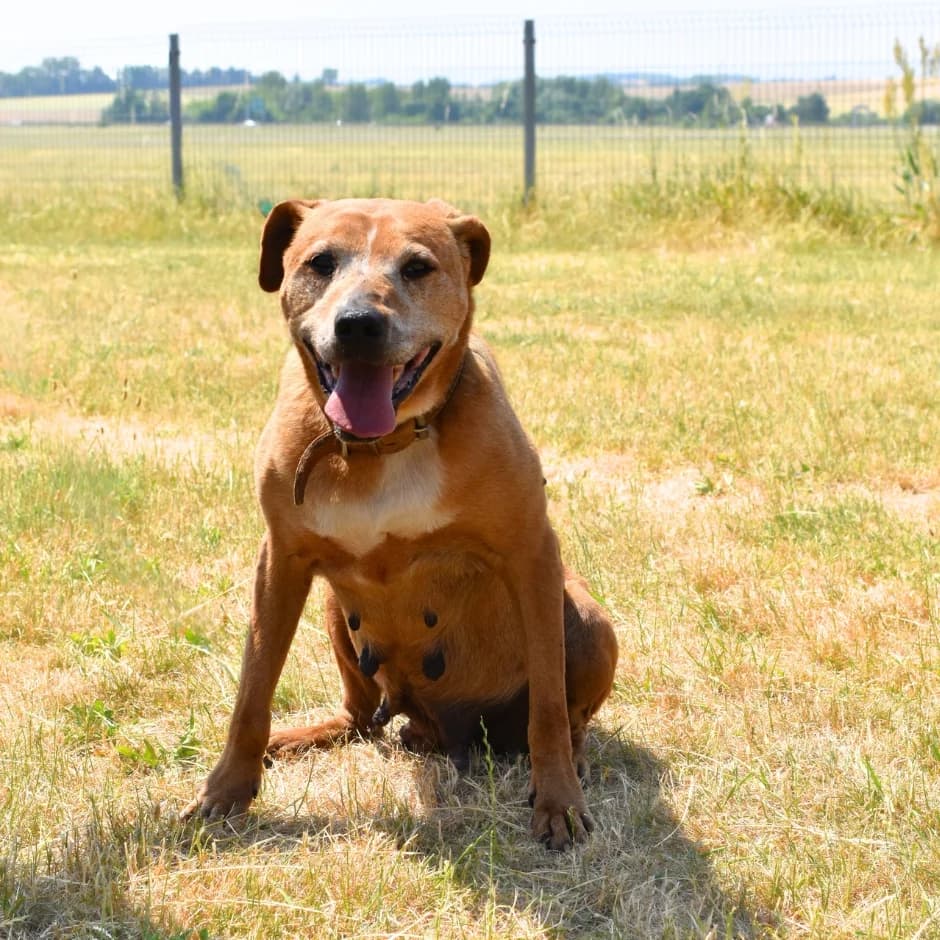 Napoleonka, female senior mixed breed for adoption at Utulek LOZ Olomouc, Olomouc