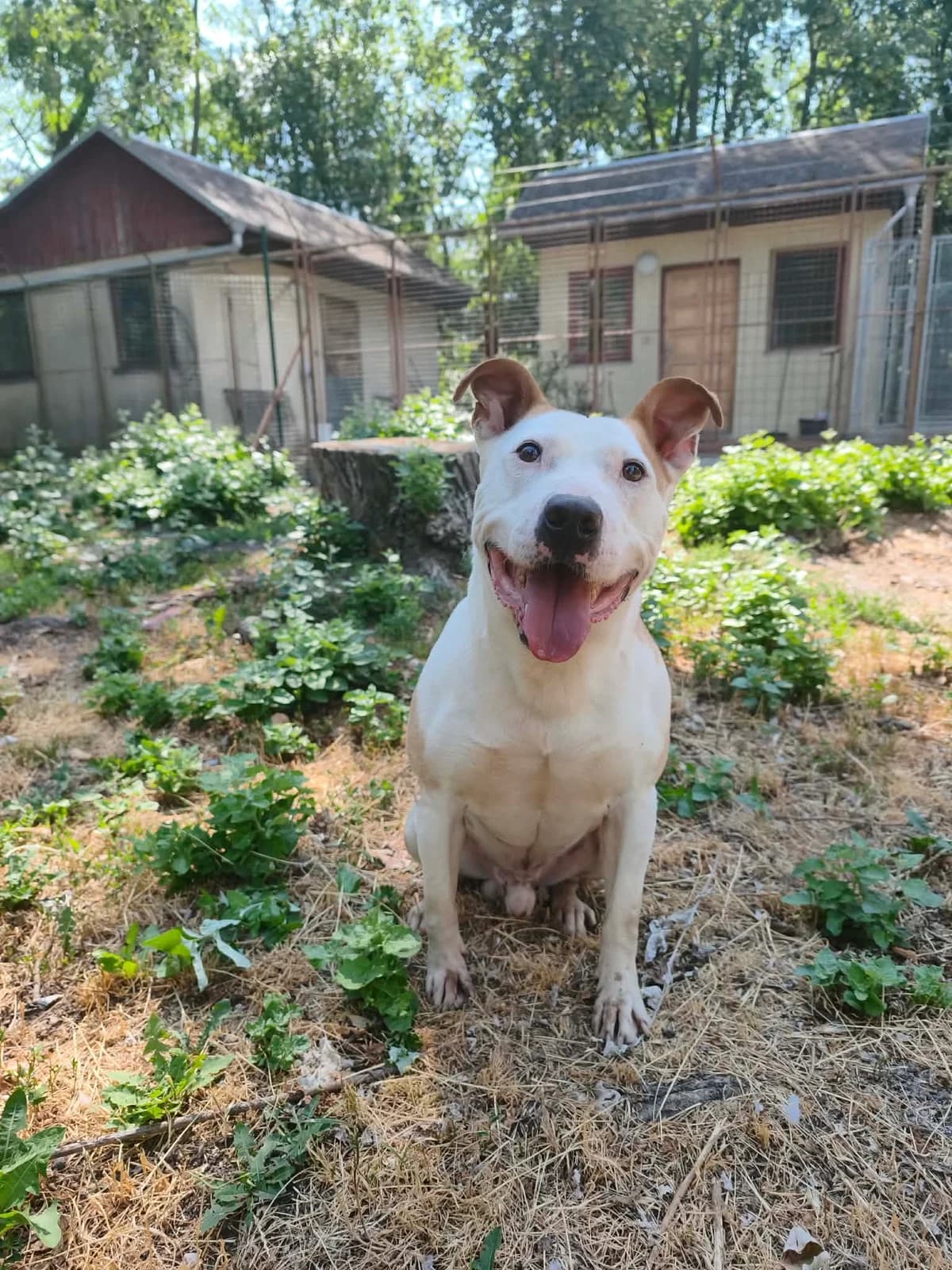 Robie, male senior mixed breed for adoption at Utulek LOZ Olomouc, Olomouc