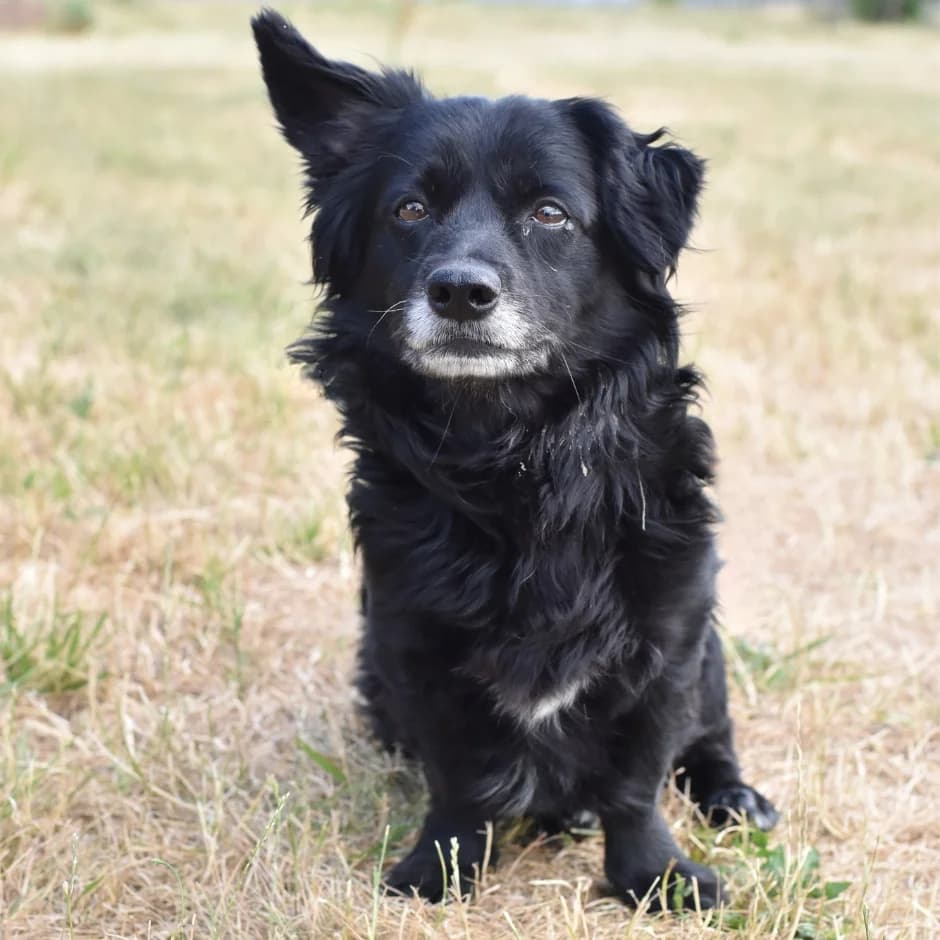 Davidoff, male senior mixed breed for adoption at Utulek LOZ Olomouc, Olomouc