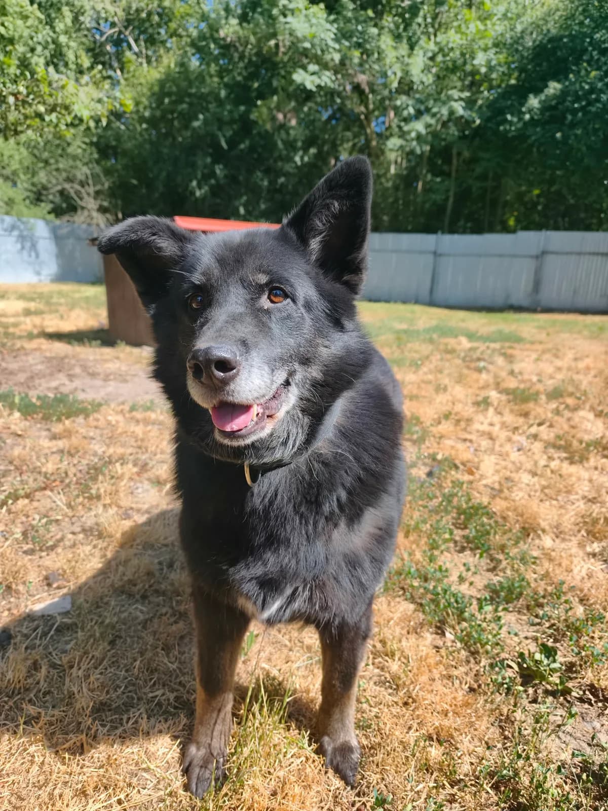 Karley, female senior mixed breed for adoption at Utulek LOZ Olomouc, Olomouc