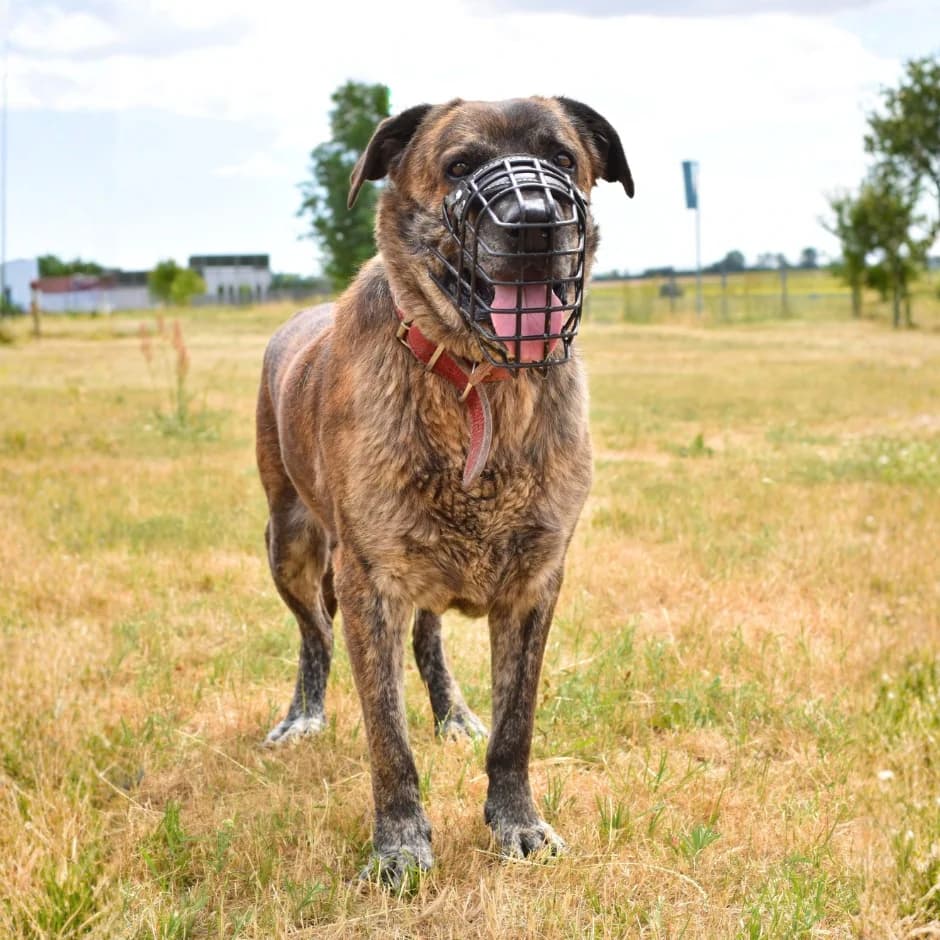 Norbert, male senior mixed breed for adoption at Utulek LOZ Olomouc, Olomouc
