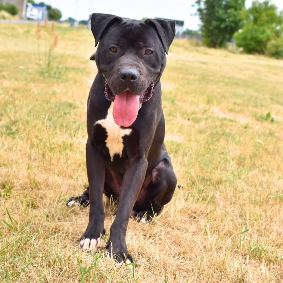 Fly, male young mixed breed for adoption at Utulek LOZ Olomouc, Olomouc
