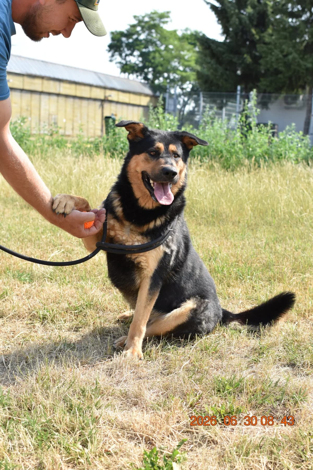 Play, male young mixed breed for adoption at Utulek LOZ Olomouc, Olomouc