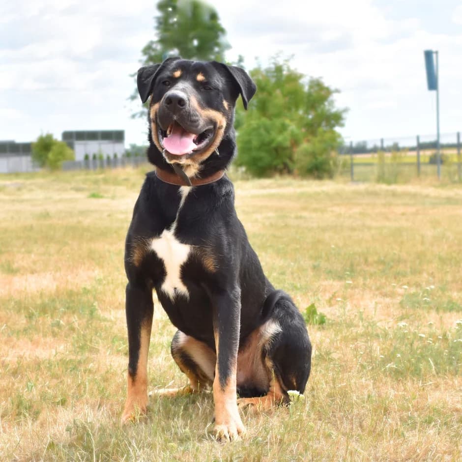 Edmond, male 3yo mixed breed for adoption at Utulek LOZ Olomouc, Olomouc