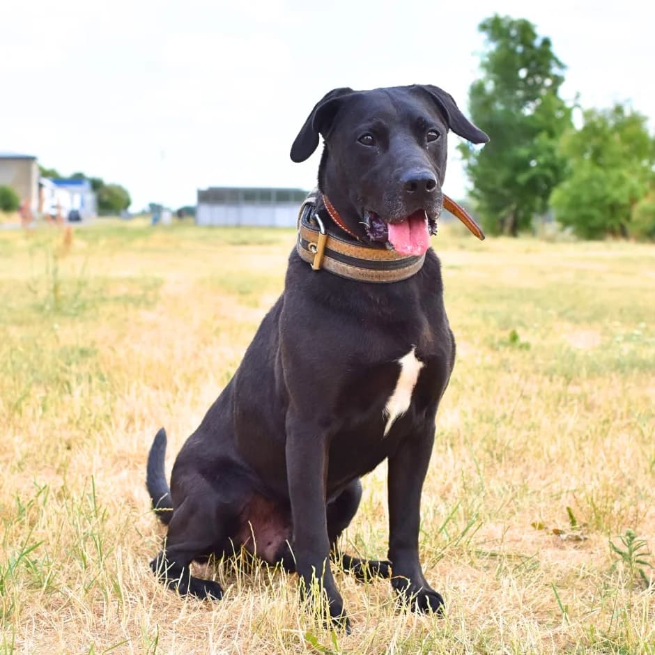 Tonny, male senior mixed breed for adoption at Utulek LOZ Olomouc, Olomouc