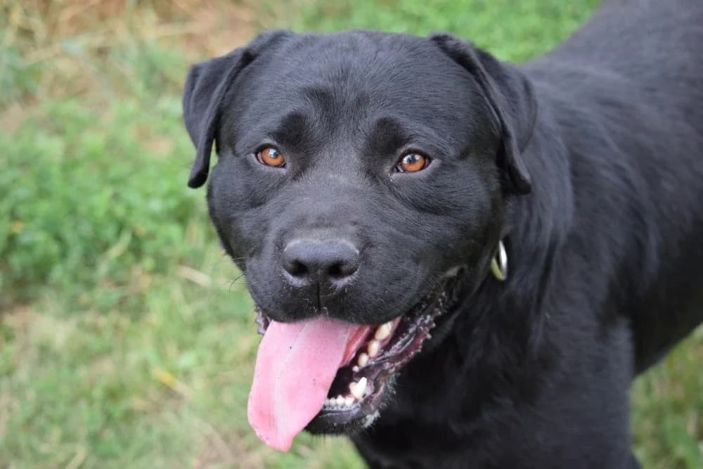Gren, male mixed breed for adoption at Utulek LOZ Olomouc, Olomouc