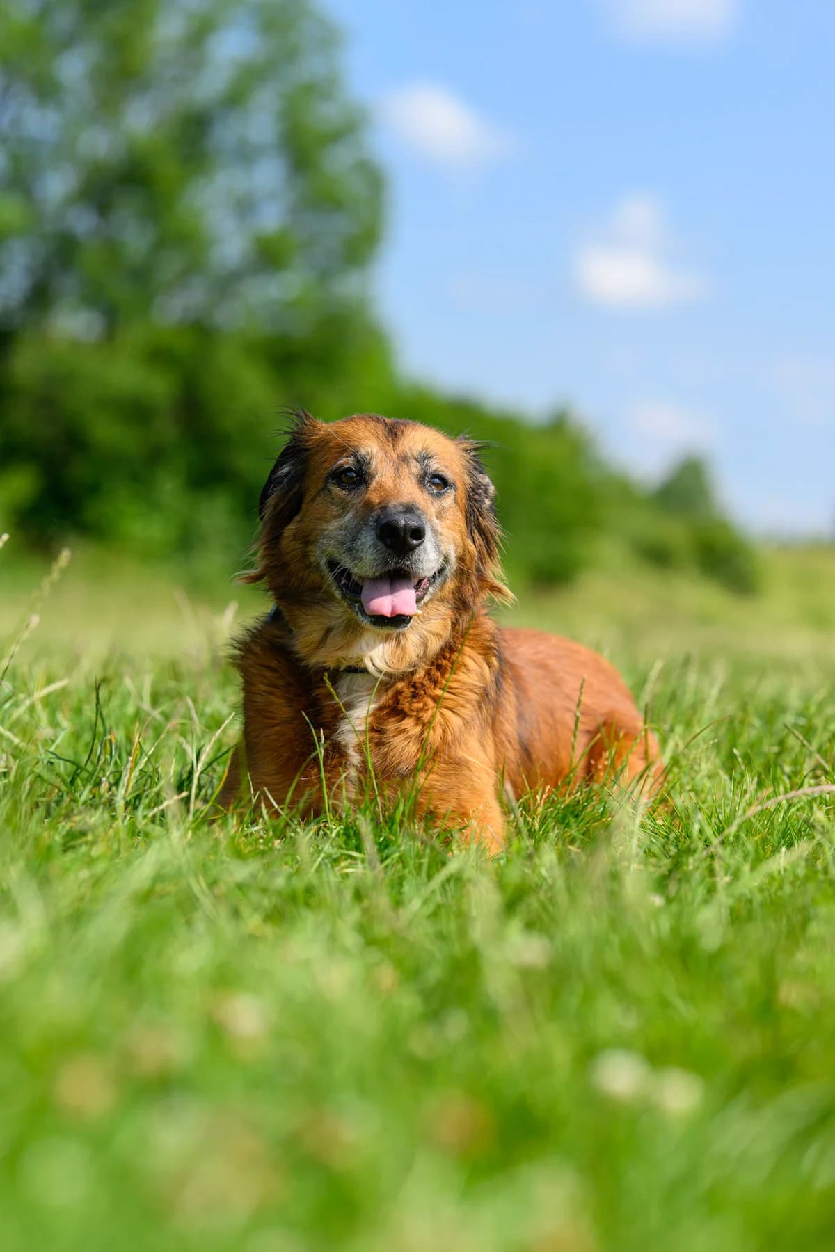 Centy- Zamluvena, female mixed breed for adoption at Utulek LOZ Olomouc, Olomouc