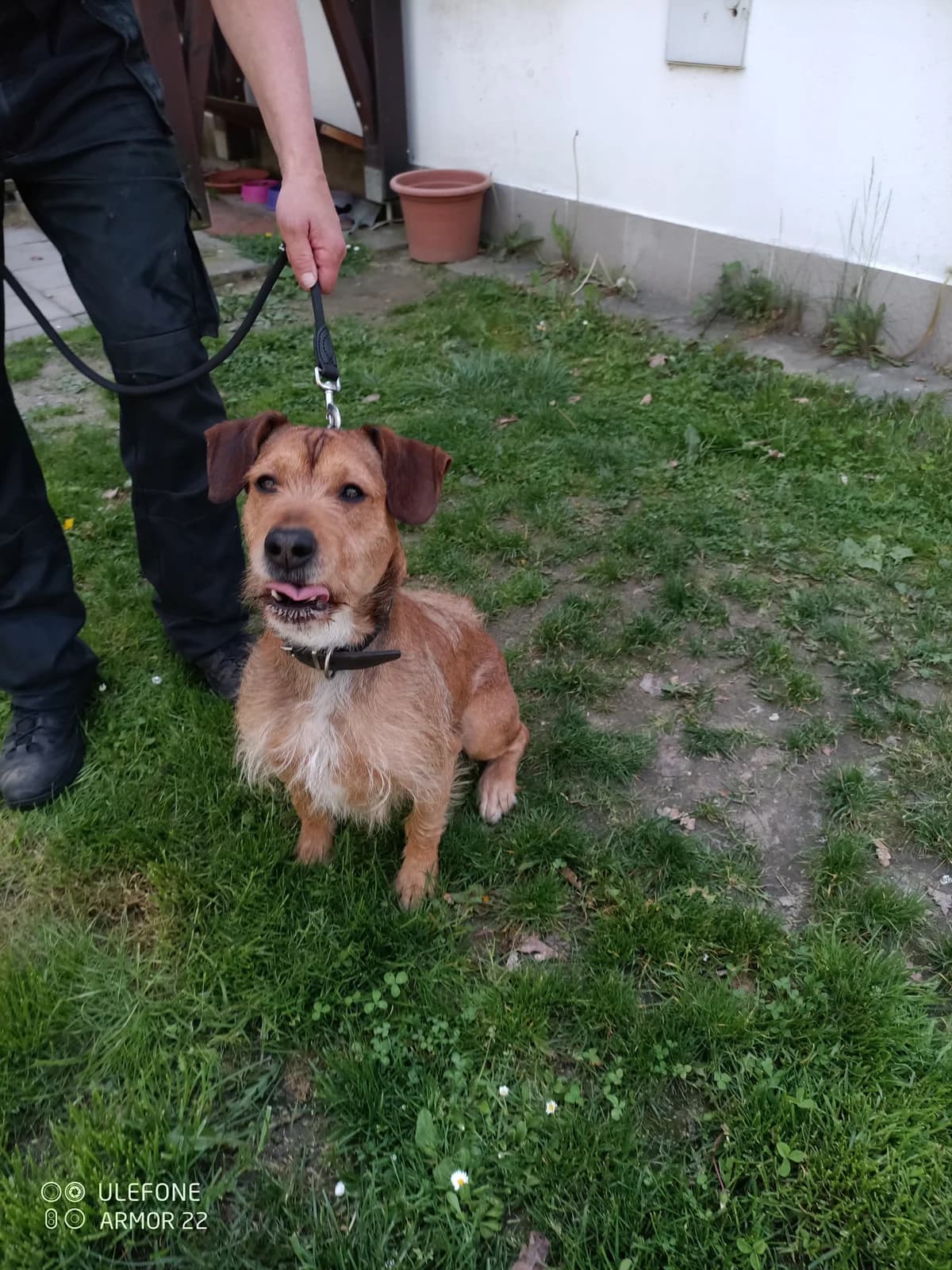 17583 Lojzík, male 4yo Mixed Breed for adoption at Útulek pro zvířata v nouzi Plzeň, Plzeň