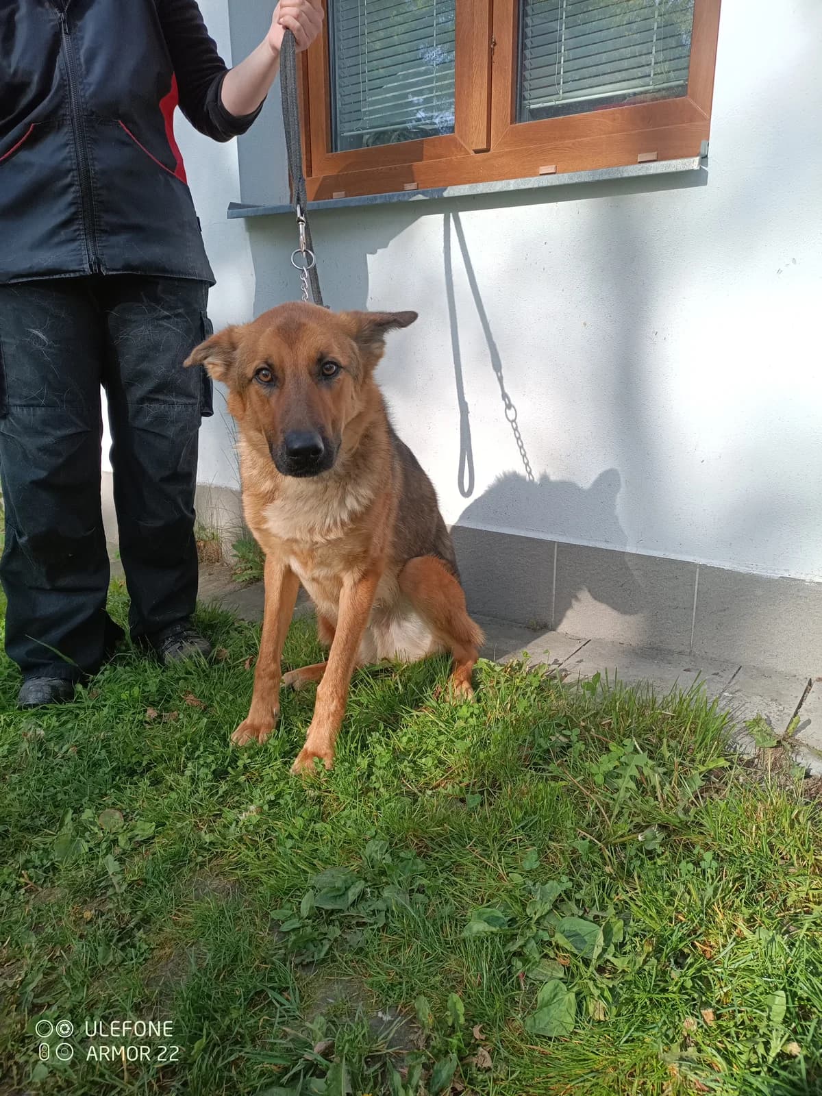17709 Kiro, male 3yo Mixed Breed for adoption at Útulek pro zvířata v nouzi Plzeň, Plzeň