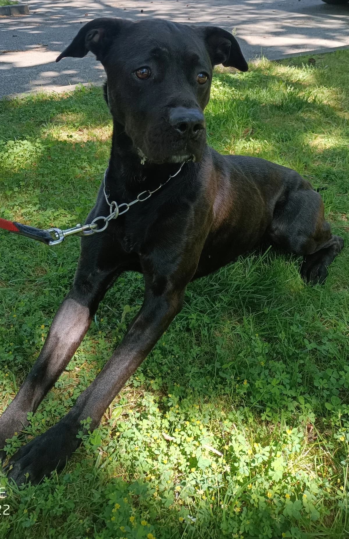 17846 Nikos, male 5yo Mixed Breed for adoption at Útulek pro zvířata v nouzi Plzeň, Plzeň