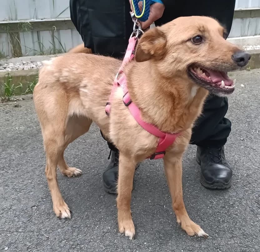18387 Pája, female 5yo Mixed Breed for adoption at Útulek pro zvířata v nouzi Plzeň, Plzeň