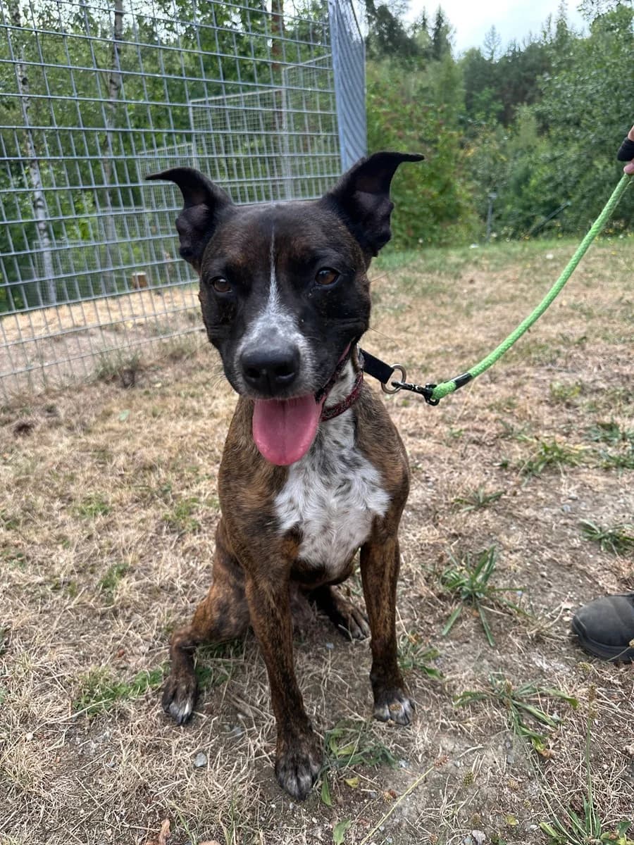 18407 Dasty, Mixed Breed (Útulek pro zvířata v nouzi Plzeň)