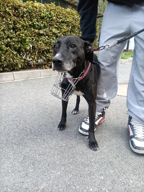 18456 Majkl, 3yo Mixed Breed for adoption at Útulek pro zvířata v nouzi Plzeň, Plzeň