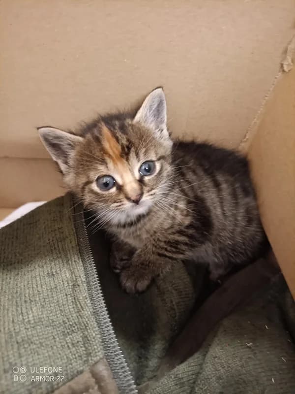 3826 Fifinka,  puppy Mixed Breed for adoption at Útulek pro zvířata v nouzi Plzeň, Plzeň