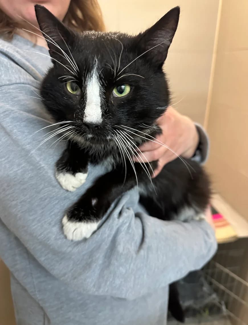 3841 Erik, male Mixed Breed for adoption at Útulek pro zvířata v nouzi Plzeň, Plzeň