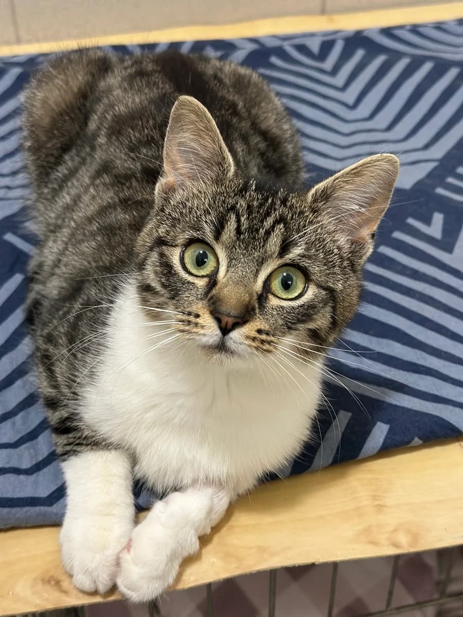 3843 Pacička, male young Mixed Breed for adoption at Útulek pro zvířata v nouzi Plzeň, Plzeň