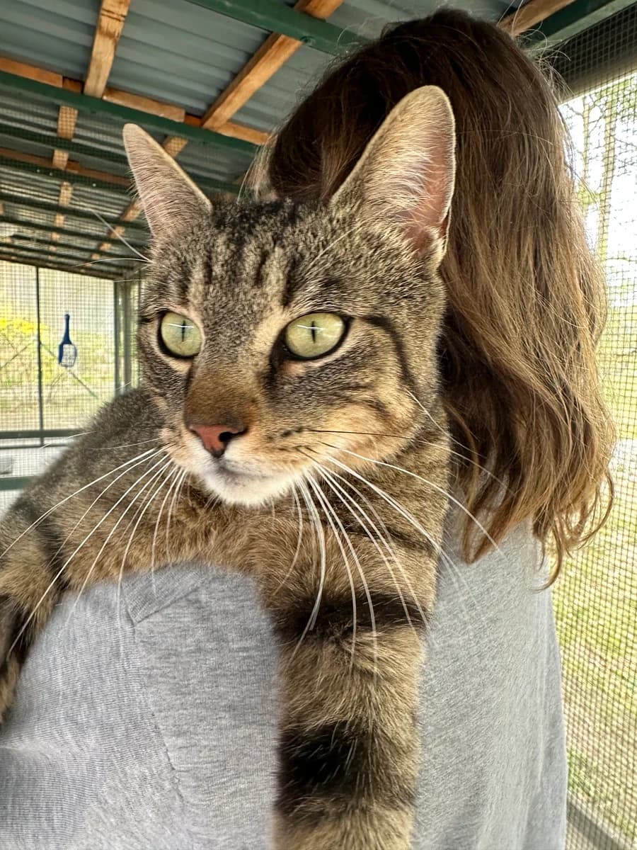 3857 Ilmo, male Mixed Breed for adoption at Útulek pro zvířata v nouzi Plzeň, Plzeň
