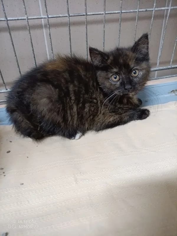 4036 Fazolka, Mixed Breed (Útulek pro zvířata v nouzi Plzeň)