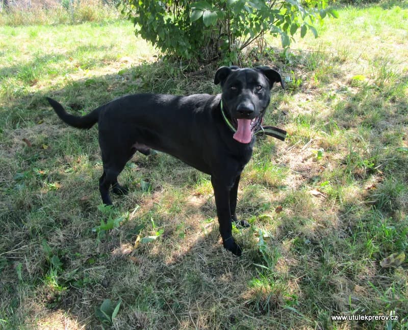 Apollo, male mixed breed for adoption at Útulek Přerov