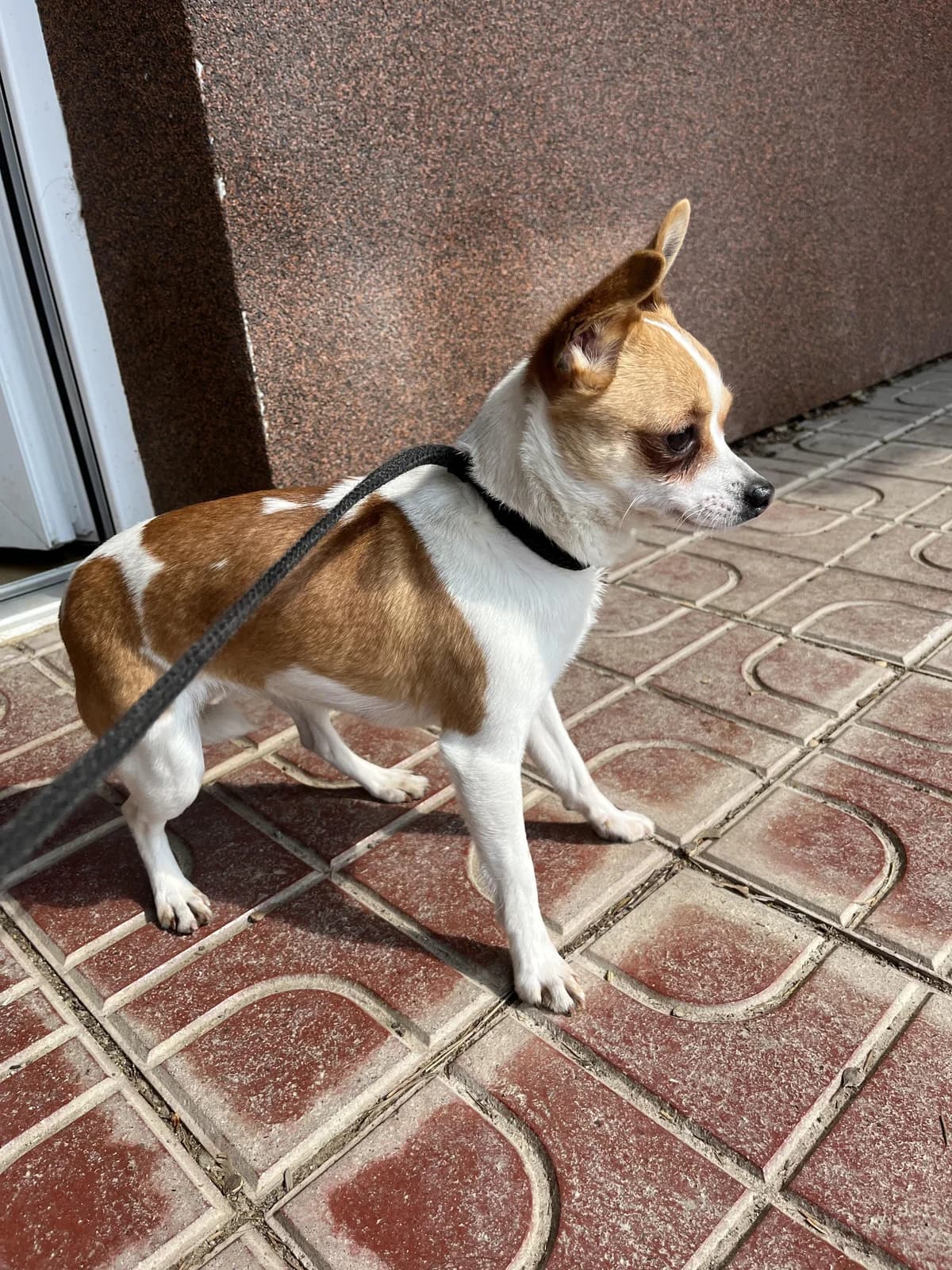 Betina, female mixed breed for adoption at Útulek Přerov