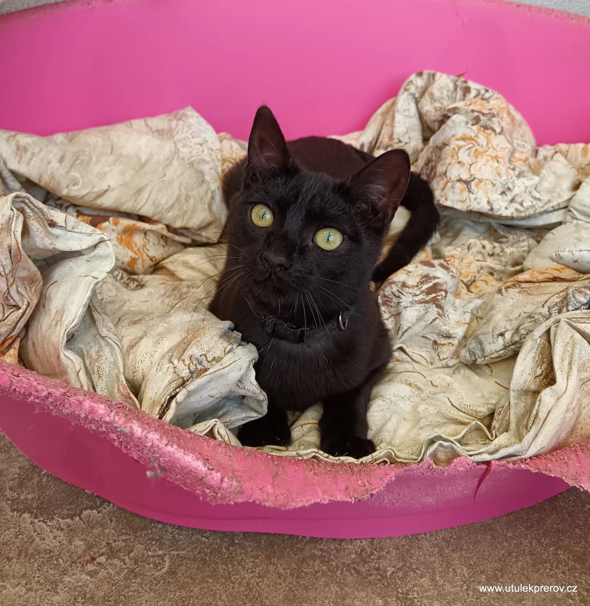 Buzz, male mixed breed for adoption at Útulek Přerov