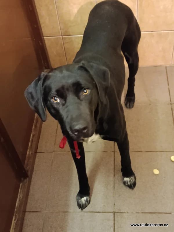 Casper, male mixed breed for adoption at Útulek Přerov