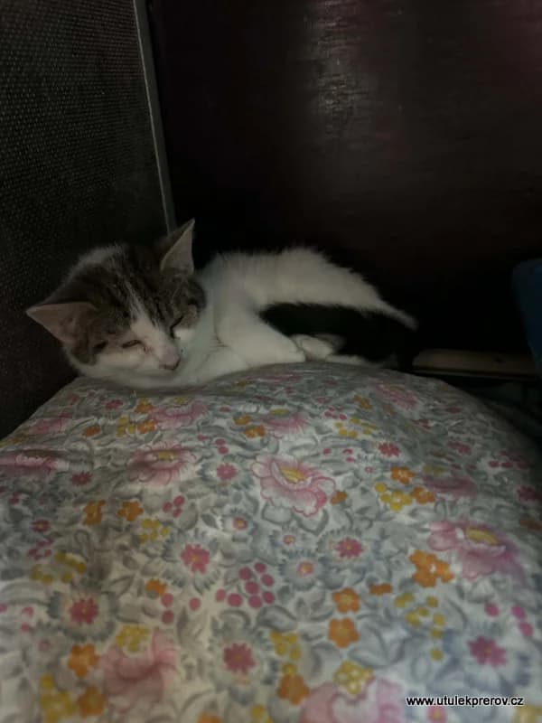 Daja, female mixed breed for adoption at Útulek Přerov