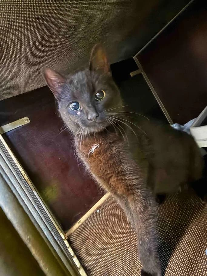 Deli, female mixed breed for adoption at Útulek Přerov