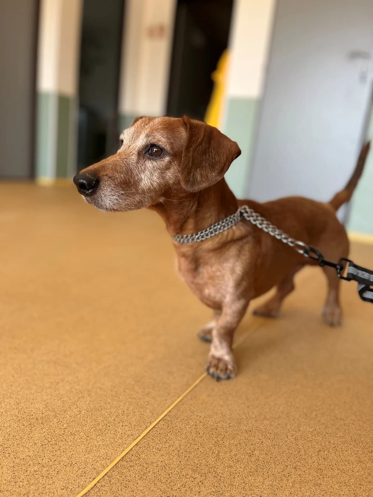 Denny, male 6yo mixed breed for adoption at Útulek Přerov, Přerov-Přerov 2