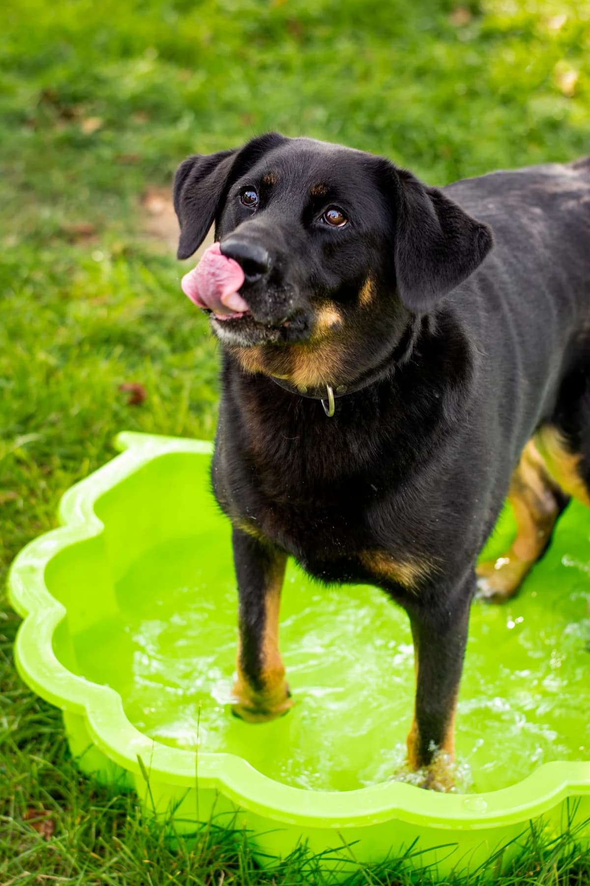 Devil, male mixed breed for adoption at Útulek Přerov