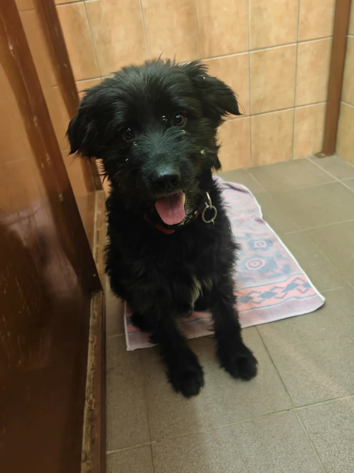 Dexter, male 4yo mixed breed for adoption at Útulek Přerov, Přerov-Přerov 2