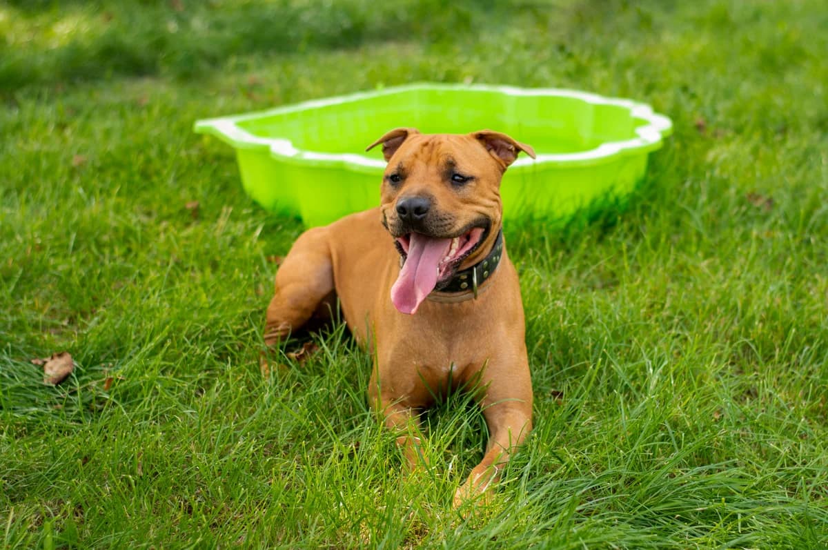 Dior, male senior mixed breed for adoption at Útulek Přerov, Přerov-Přerov 2
