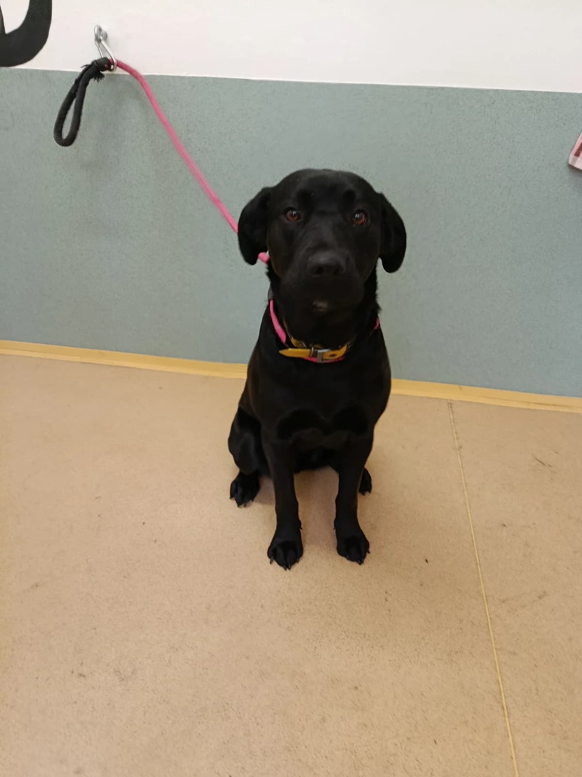 Dona, female Labrador Retriever for adoption at Útulek Přerov