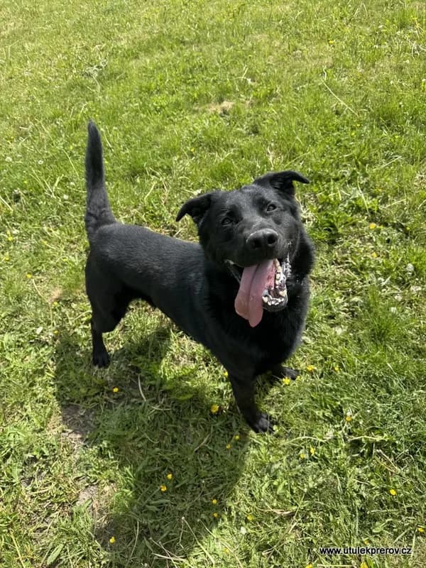 Druid, male mixed breed for adoption at Útulek Přerov