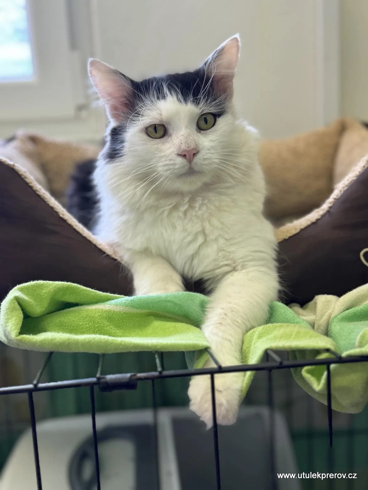 Elliot, male mixed breed for adoption at Útulek Přerov