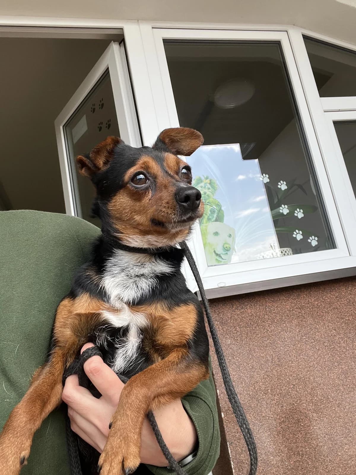 Fík, male mixed breed for adoption at Útulek Přerov