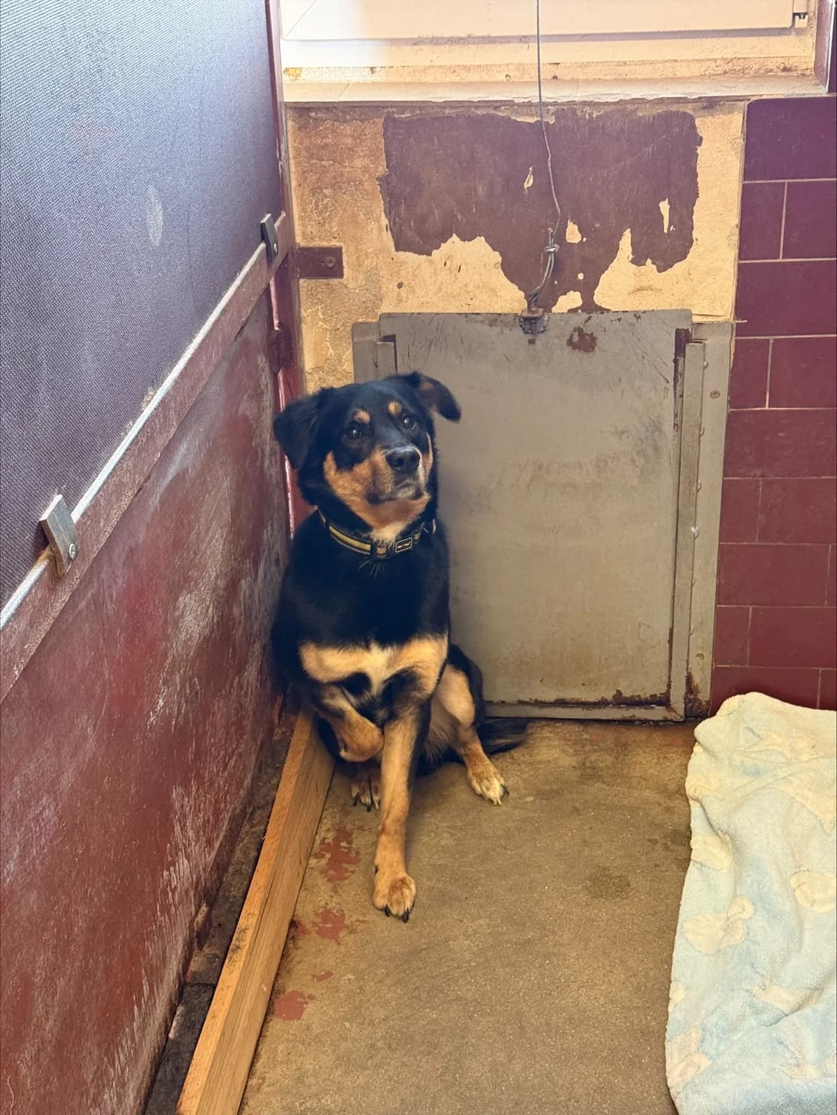 Filip, male 5yo mixed breed for adoption at Útulek Přerov, Přerov-Přerov 2
