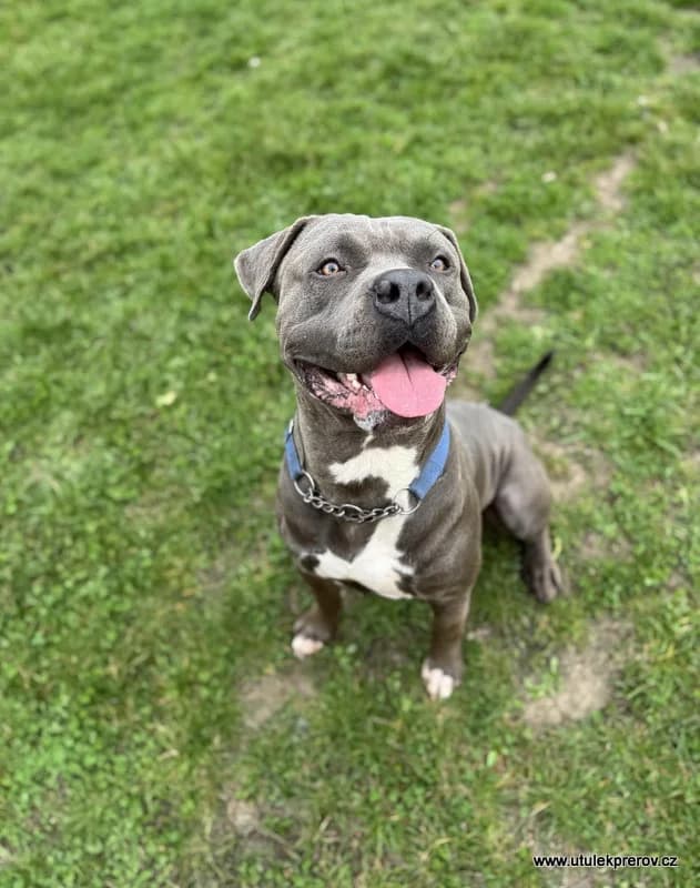 Hero, male mixed breed for adoption at Útulek Přerov